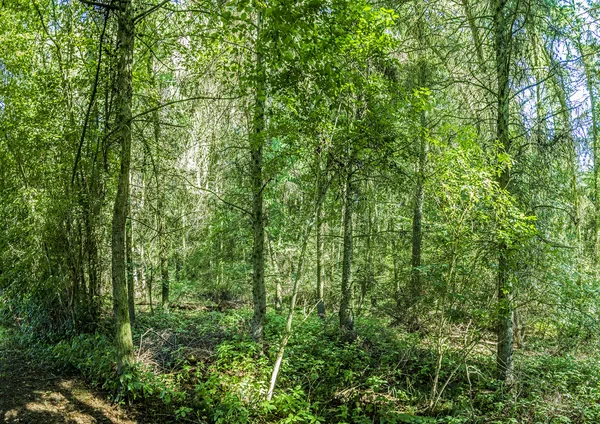 Bosque salvaje en la isla de Usedom —  Fotos de Stock