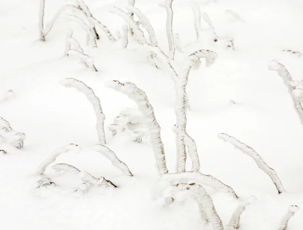 Frozen plants in the snow in front of a blizzard — Stock Photo, Image