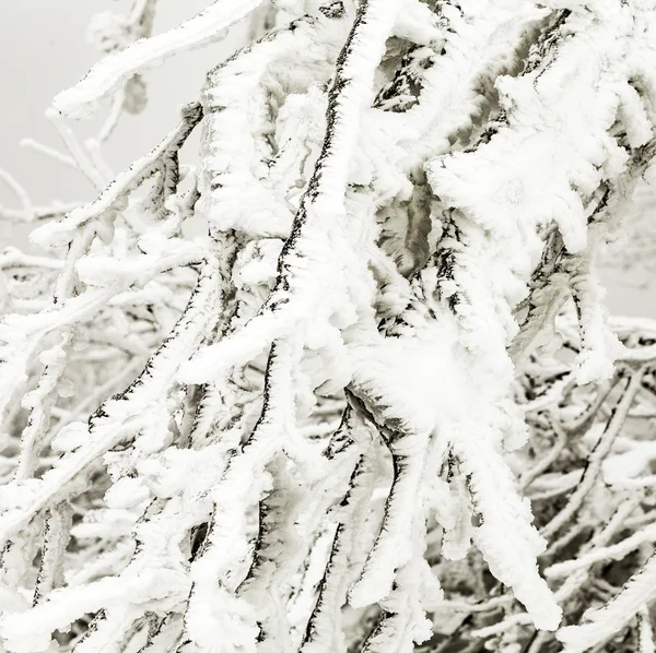 Plantas congeladas en la nieve frente a una ventisca — Foto de Stock