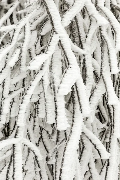 Plantas congeladas na neve na frente de uma nevasca — Fotografia de Stock