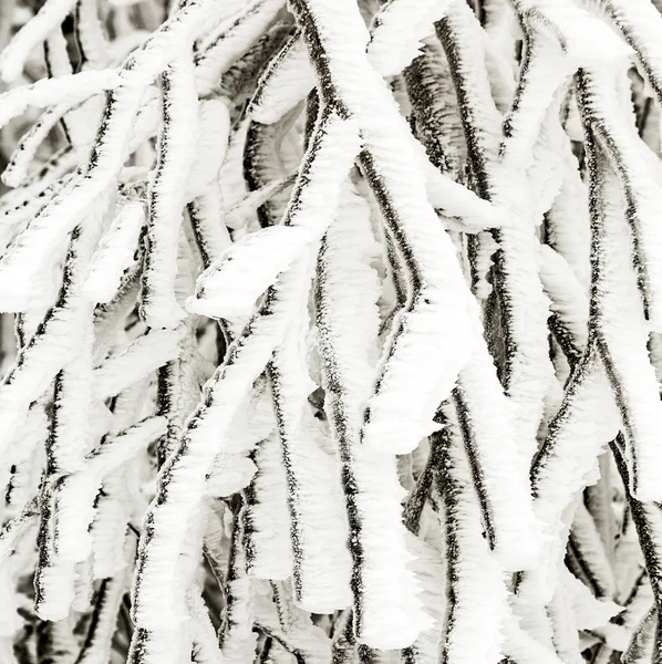 Plantas congeladas na neve na frente de uma nevasca — Fotografia de Stock