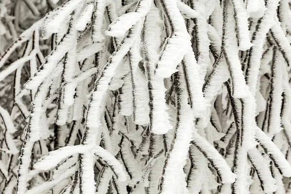 Plantas congeladas na neve na frente de uma nevasca — Fotografia de Stock