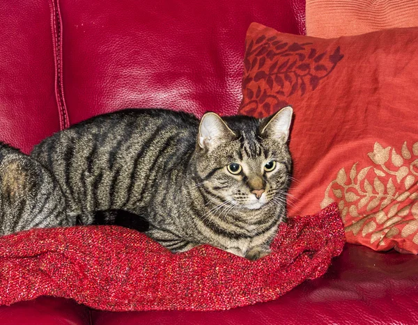 Gato en el sofá — Foto de Stock