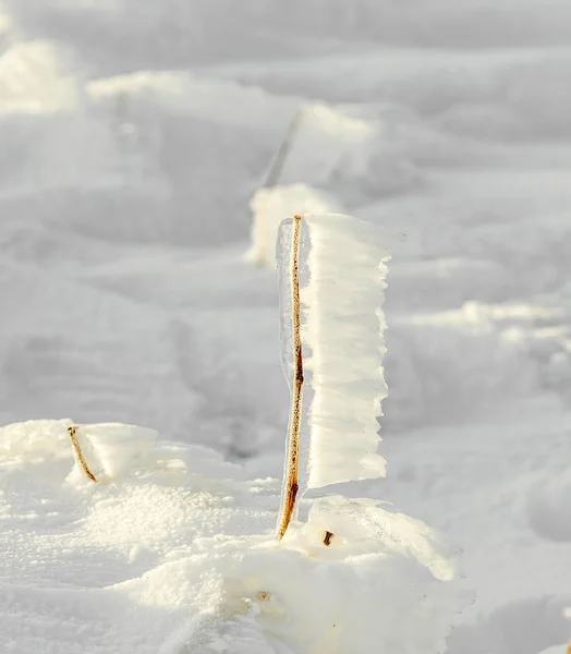 Dettaglio di neve e ghiaccio a impianto congelato alla montagna invernale l — Foto Stock