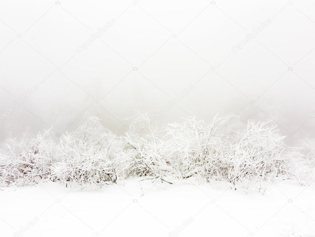 frozen plants in the snow in front of a blizzard  