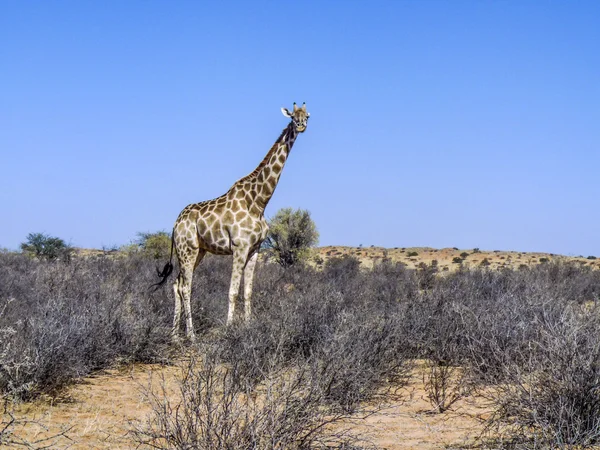 Giraffe in Kgalagadi Transfrontier Park eats from the trees — 图库照片