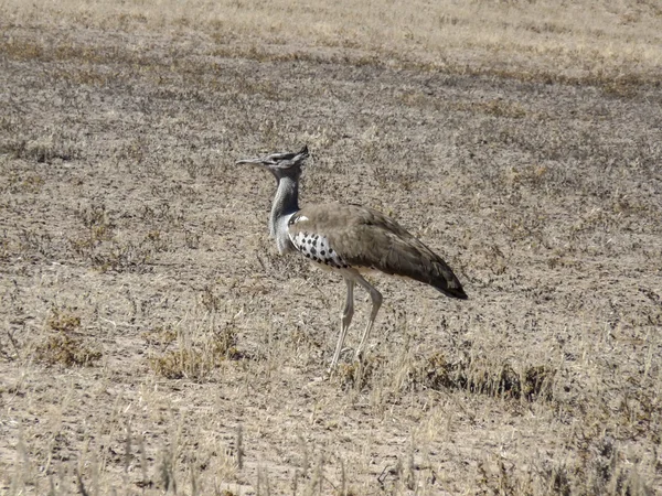 Bird in Kgalagadi Transfrontier Park — Stok fotoğraf