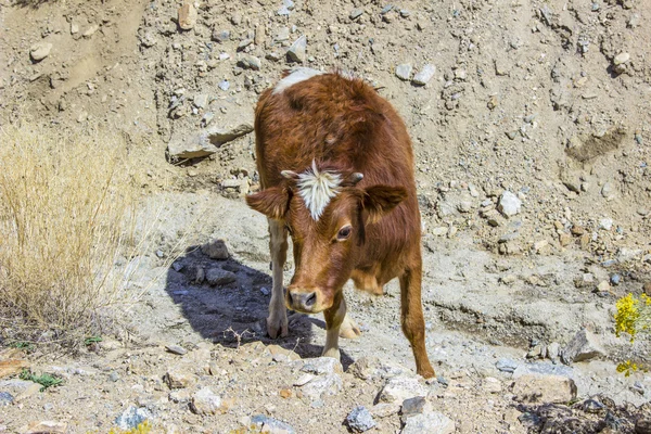 Brown cattle grazes in the mountains — Zdjęcie stockowe