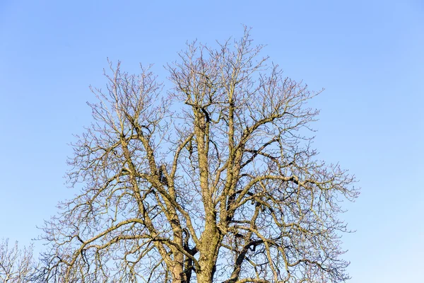 Drzewo bez liści — Zdjęcie stockowe