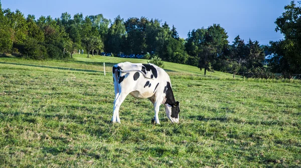 Vacche Holstein al tramonto in un prato — Foto Stock