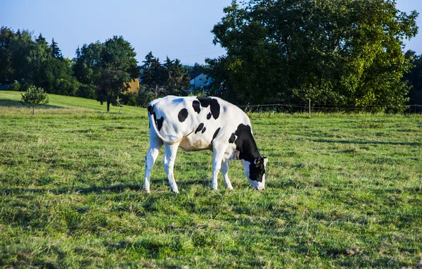 Vacas holandesas no pôr do sol em um prado — Fotografia de Stock