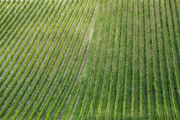 Vinhas no vale moselle em Trittenheim — Fotografia de Stock