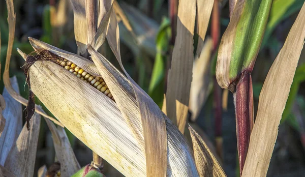 Indian corn w dziedzinie — Zdjęcie stockowe