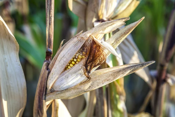 Indian corn w dziedzinie — Zdjęcie stockowe