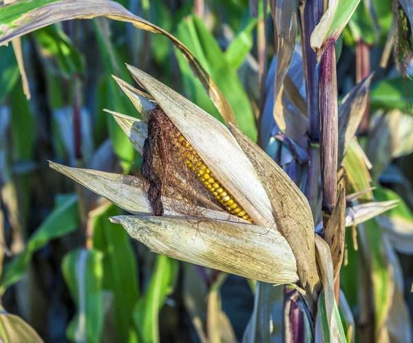 Индийская кукуруза на поле — стоковое фото