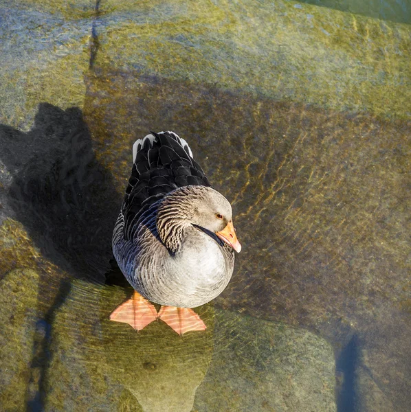Mladá kachna kráčí po řece — Stock fotografie