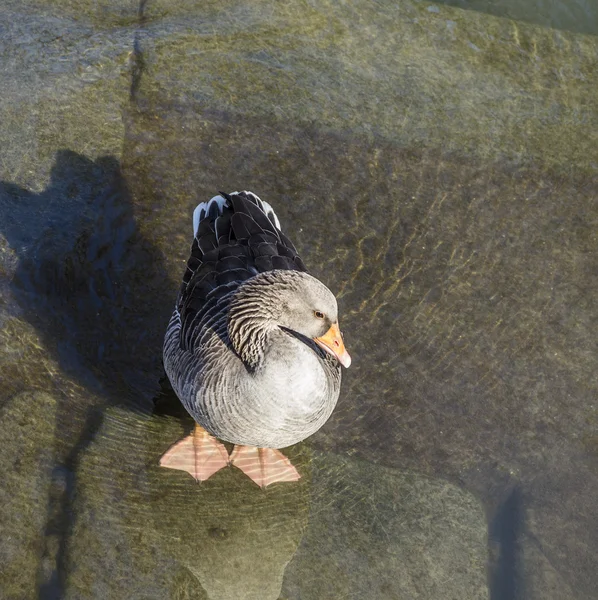 Junge Ente spaziert am Main — Stockfoto