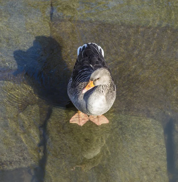 Pato joven caminando en el río Main —  Fotos de Stock