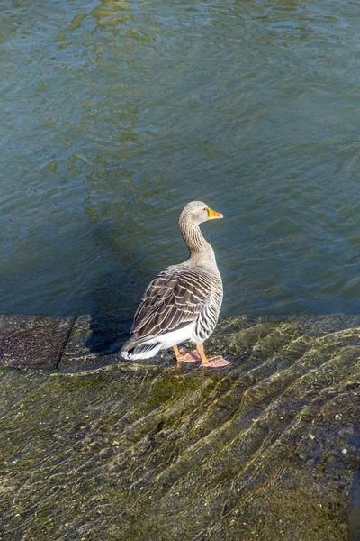 Young duck walking at river Main — Stock Photo, Image