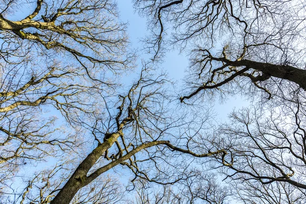 Oak trees in spring under blue clear — Stock Photo, Image