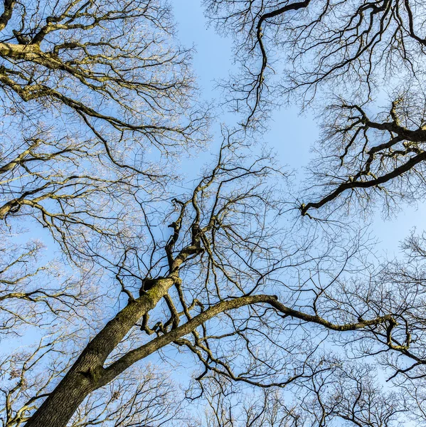 Oak trees in spring under blue clear — Stock Photo, Image