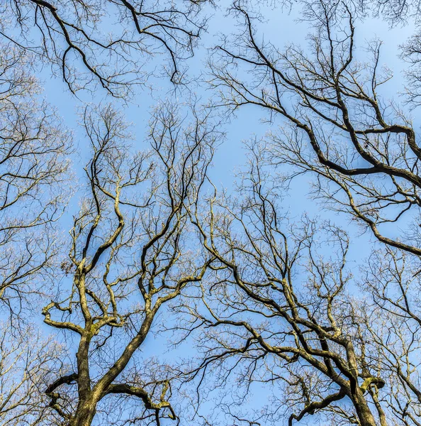 Eiken in het voorjaar onder blauwe duidelijk — Stockfoto