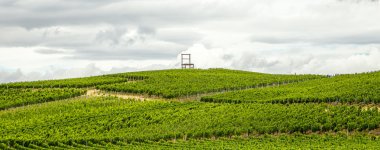 üzüm bağları, kaiserstuhl bölge, baden wurttemberg, Almanya