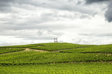 üzüm bağları, kaiserstuhl bölge, baden wurttemberg, Almanya
