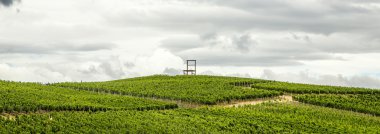 üzüm bağları, kaiserstuhl bölge, baden wurttemberg, Almanya