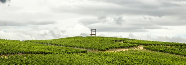 Vineyards of the Kaiserstuhl region, Baden-Wurttemberg, Germany — Stock Photo, Image