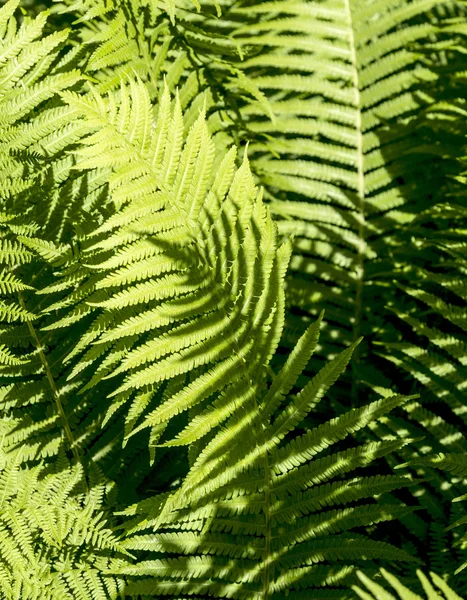 Bella felce verde — Foto Stock