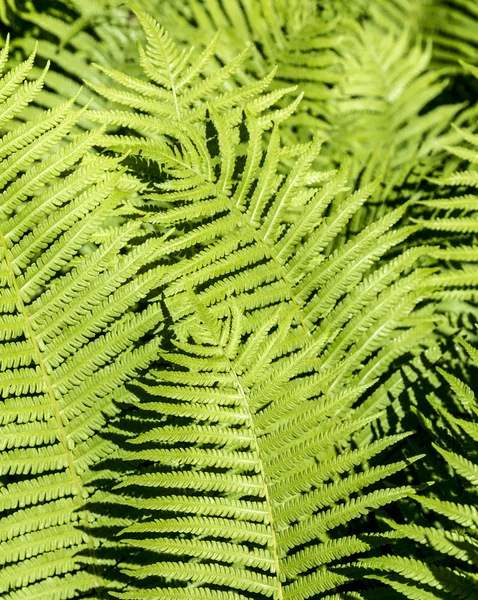 Belle fougère verte — Photo