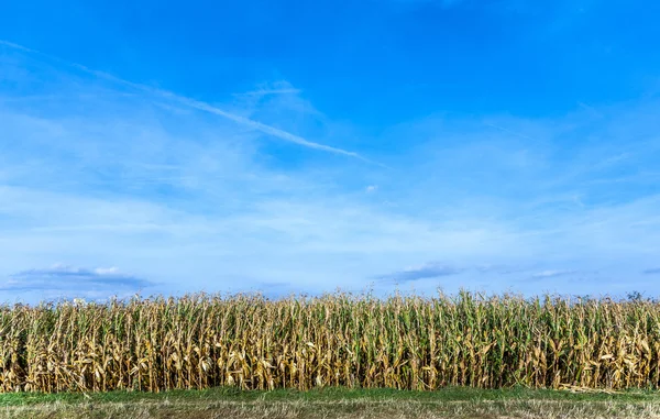 Indian corn field i — Stock Photo, Image