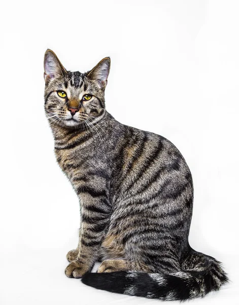 Un chat assis isolé sur blanc — Photo