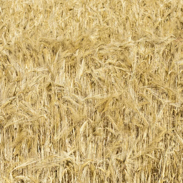 Spighe di grano in un campo — Foto Stock