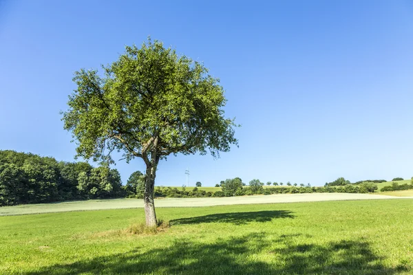Apple tree in rural landscape — Stock Photo, Image
