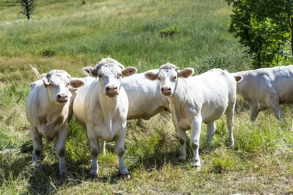 Grazing cows in the french alps — Stock Photo, Image