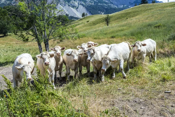 放牧的奶牛在法国阿尔卑斯山 — 图库照片