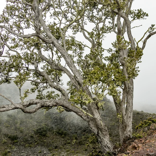 Foggy landscape with tree on the mountains of Hawaii — Stock Photo, Image