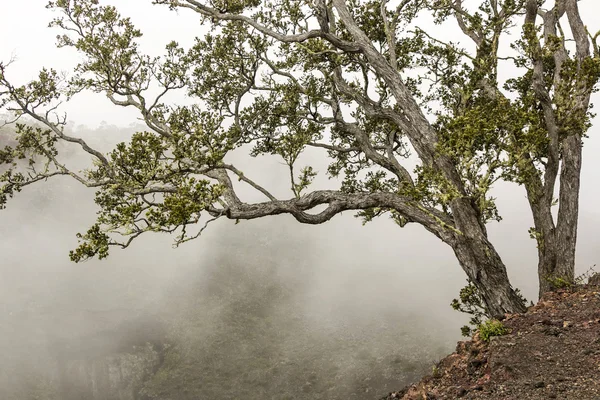 Foggy landscape with tree on the mountains of Hawaii — Stock Photo, Image