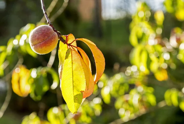 Peach immature fruit on the branch — Stock Photo, Image