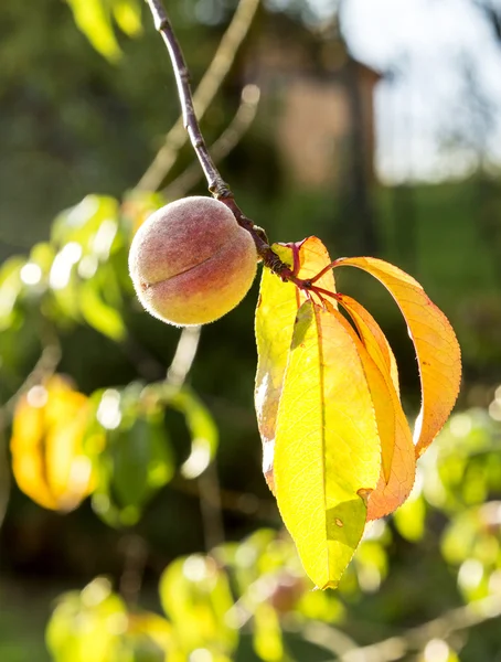 Pêche fruits immatures sur la branche — Photo