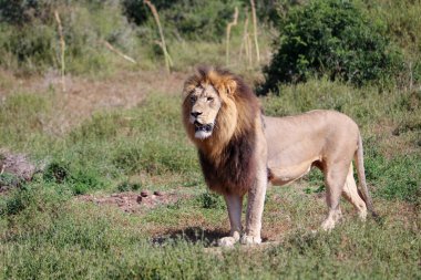 Vahşi doğadaki aslan.