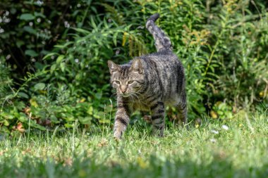 Şirin kedi bahçede güneşin tadını çıkarıyor.
