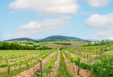 Bahar zamanı panoramik üzüm bağı manzarası, cümbüş, nehir Ren