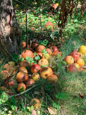 Sonbahar ve meyvelerin sembolü olarak çayırdaki düşen elma meyvelerinin ayrıntıları