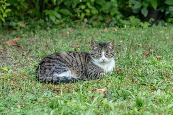Şirin kedi bahçede güneşin tadını çıkarıyor.