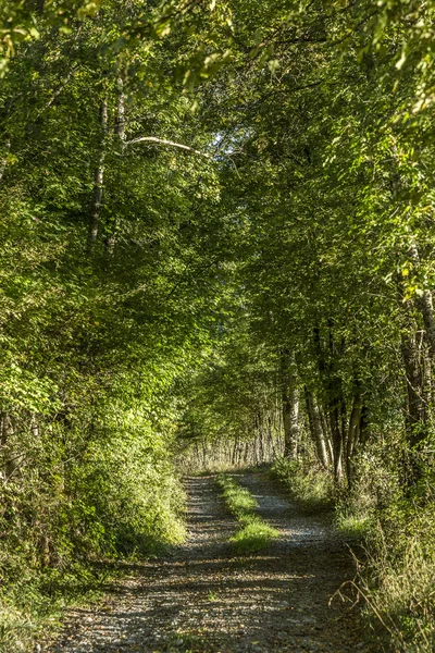 Typische schmale Straße durch den dichten Wald — Stockfoto