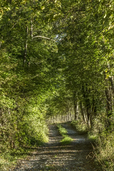 Camino estrecho típico a través del denso bosque — Foto de Stock