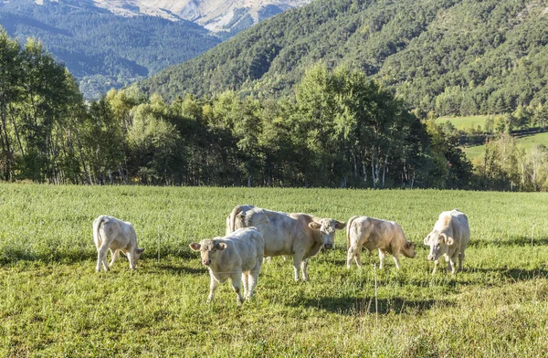 Vacas pastando en el prado de los Alpes —  Fotos de Stock
